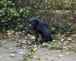 Rescuers Stunned After Spotting ‘Little Gargoyle’ Peering From the Street