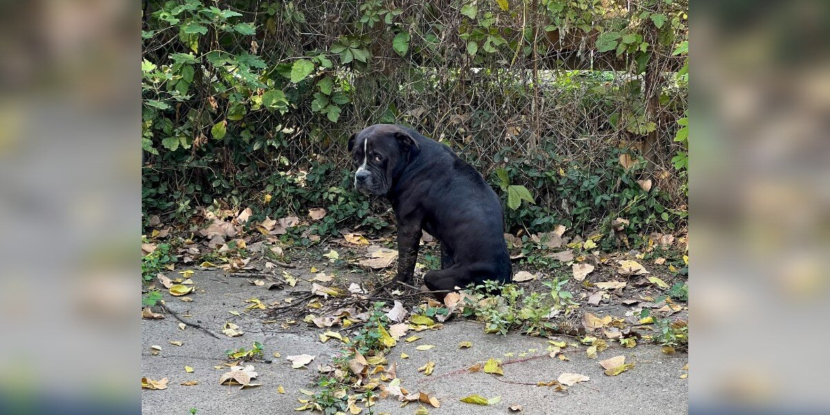Rescuers Stunned After Spotting 'Little Gargoyle' Peering From the Street