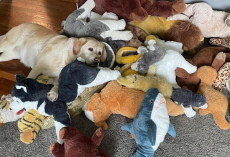 Sweet Labrador Has the Cutest Daily Routine With Her Stuffed Animal Collection