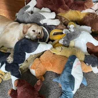 Sweet Labrador Has the Cutest Daily Routine With Her Stuffed Animal Collection