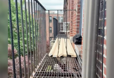 Terrified Cat Stranded 4 Stories High Learns to Trust — And Finds a Home