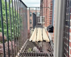 Terrified Cat Stranded 4 Stories High Learns to Trust — And Finds a Home