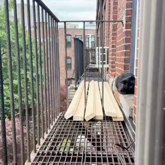 Terrified Cat Stranded 4 Stories High Learns to Trust — And Finds a Home