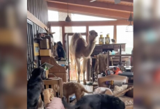 Baby Camel Keeps Sneaking Into His Best Friend’s House — And It’s Adorable