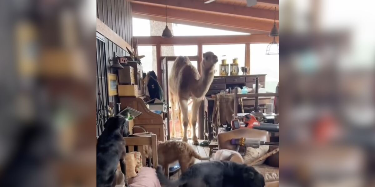 Baby Camel Keeps Sneaking Into His Best Friend’s House — And It’s Adorable