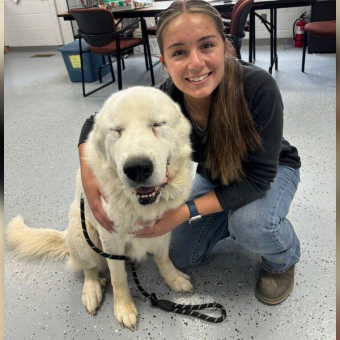 Senior Dog Fakes Being Frail — Just to Find the Perfect Home