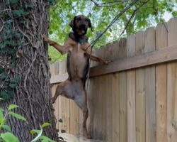Woman Spots Her Dog Climbing a 6-Foot Fence — Then Learns the Adorable Reason Why