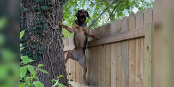 Woman Spots Her Dog Climbing a 6-Foot Fence — Then Learns the Adorable Reason Why