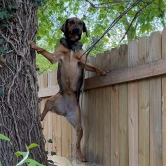 Woman Spots Her Dog Climbing a 6-Foot Fence — Then Learns the Adorable Reason Why