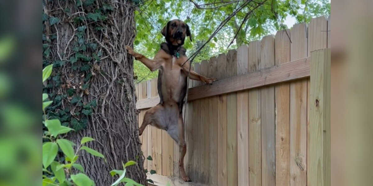 Woman Spots Her Dog Climbing a 6-Foot Fence — Then Learns the Adorable Reason Why