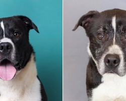 Before-And-After Photos Reveal How Long This Sweet Dog Has Waited For a Home
