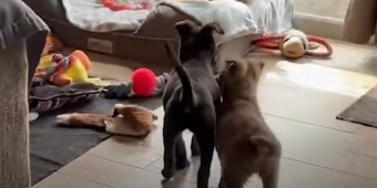 Blind Puppy Overjoyed to Reunite With Her Long-Lost Sister