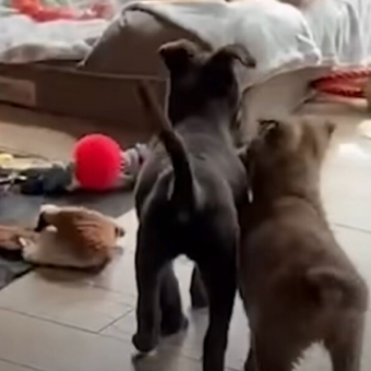 Blind Puppy Overjoyed to Reunite With Her Long-Lost Sister