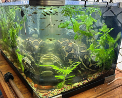 Homeowner Discovers Surprising Guest Curled Up in His Fish Tank