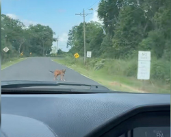 Driver Follows a Gut Feeling — And Finds a Puppy Waiting for Help