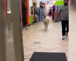 Homeless Golden Retriever Wanders Grocery Store in Search of Food — and Affection