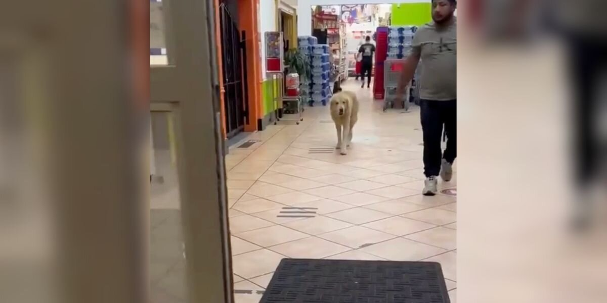 Homeless Golden Retriever Wanders Grocery Store in Search of Food — and Affection