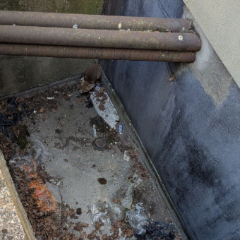 Nurses Stunned to Find Shivering Visitor at the Bottom of Hospital Drain