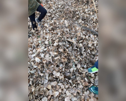 Can You Spot the Dog in This Photo? He’s Just Trying to Find His Stick