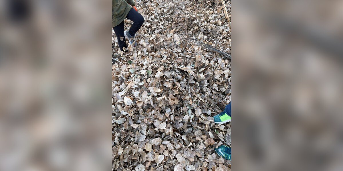 Can You Spot the Dog in This Photo? He’s Just Trying to Find His Stick