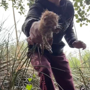Man Hears Tiny Cries During Hailstorm — Ends Up Saving a Whole Litter