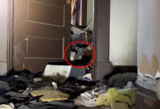 Rescuers Step Into an Abandoned House and Are Greeted by a Sea of Curious Puppy Eyes