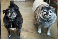 After 12 Years of Loyalty, Senior Dogs Are Left at Shelter — Now They Just Want a Home Together