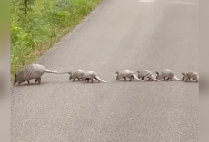 Driver Slams On Brakes After Spotting a Rare Family Crossing the Road