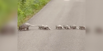 Driver Slams On Brakes After Spotting a Rare Family Crossing the Road