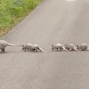 Driver Slams On Brakes After Spotting a Rare Family Crossing the Road