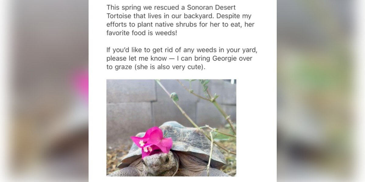 Woman Adopts Tortoise — Then Helps Her Launch a Backyard Business