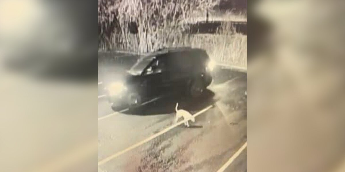 Dog Left in Parking Lot Watches Family Drive Away — But His Story Takes a Hopeful Turn