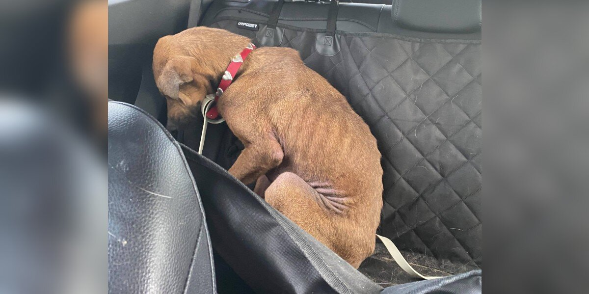 Dog on Death Row Refused to Look at Anyone — Until Love Changed Everything