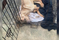 Neglected Pup Found Barely Alive in Crate Makes an Incredible Comeback