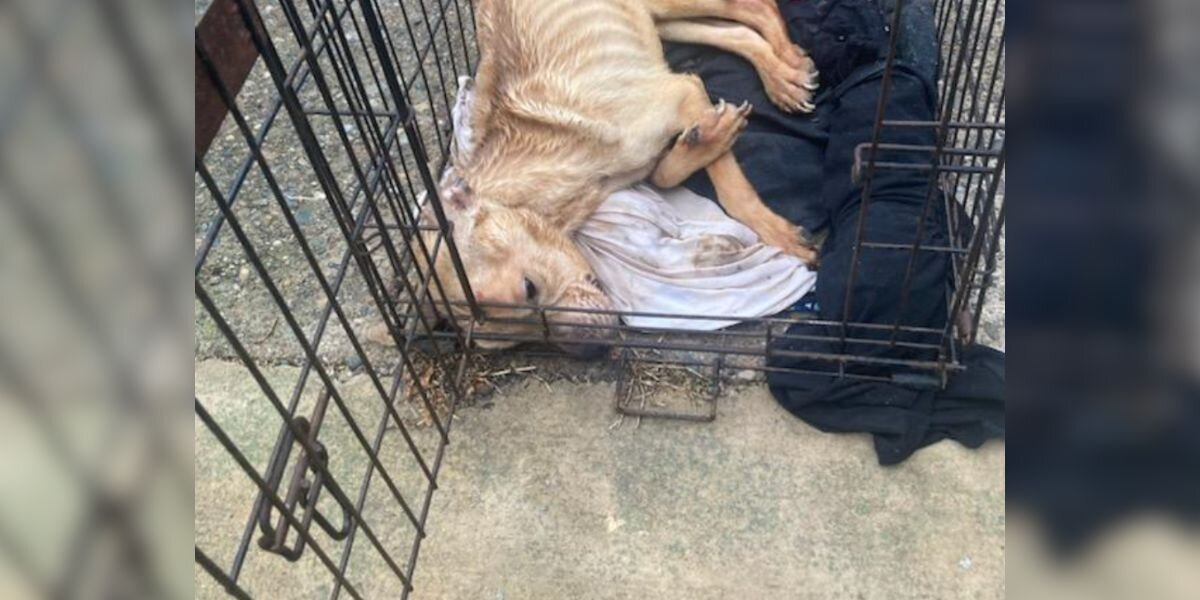 Neglected Pup Found Barely Alive in Crate Makes an Incredible Comeback