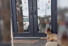 Blind Pup Collapses Outside Diner — But One Woman Refuses to Look Away