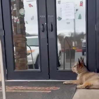 Blind Pup Collapses Outside Diner — But One Woman Refuses to Look Away