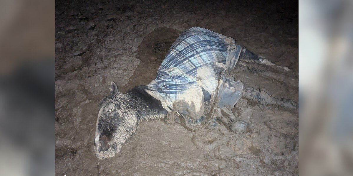 Horse Trapped in Frozen Mud Rescued Just in Time