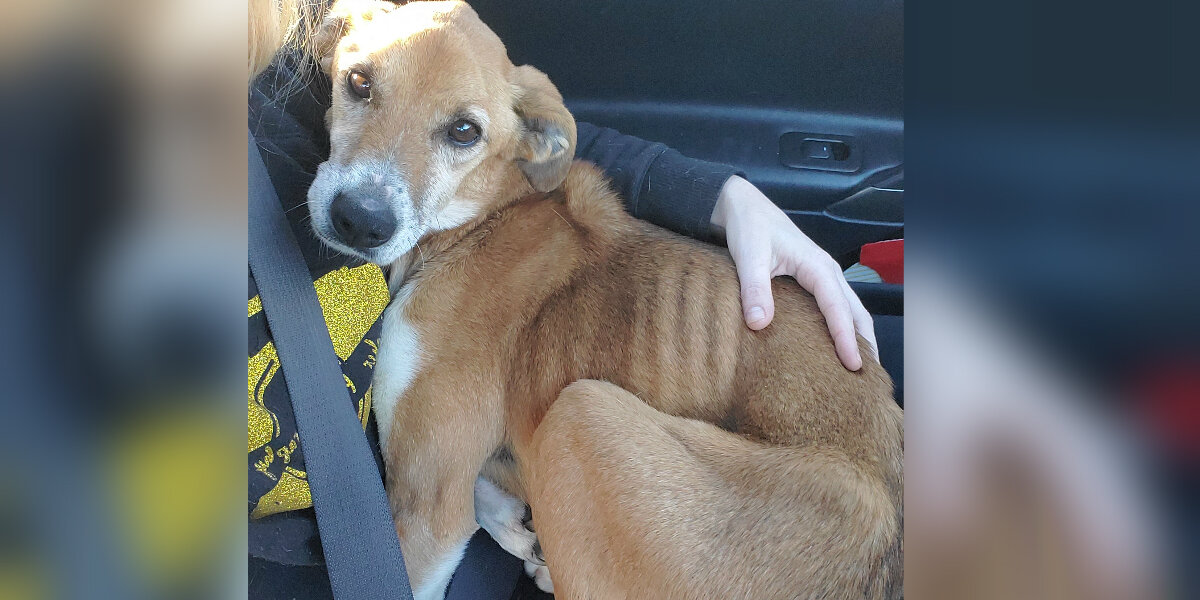 Dog Found Alone on Country Road Melts Into Rescuer’s Arms