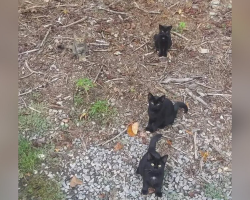 People Are Losing Their Minds Trying to Spot All the Cats in This Photo