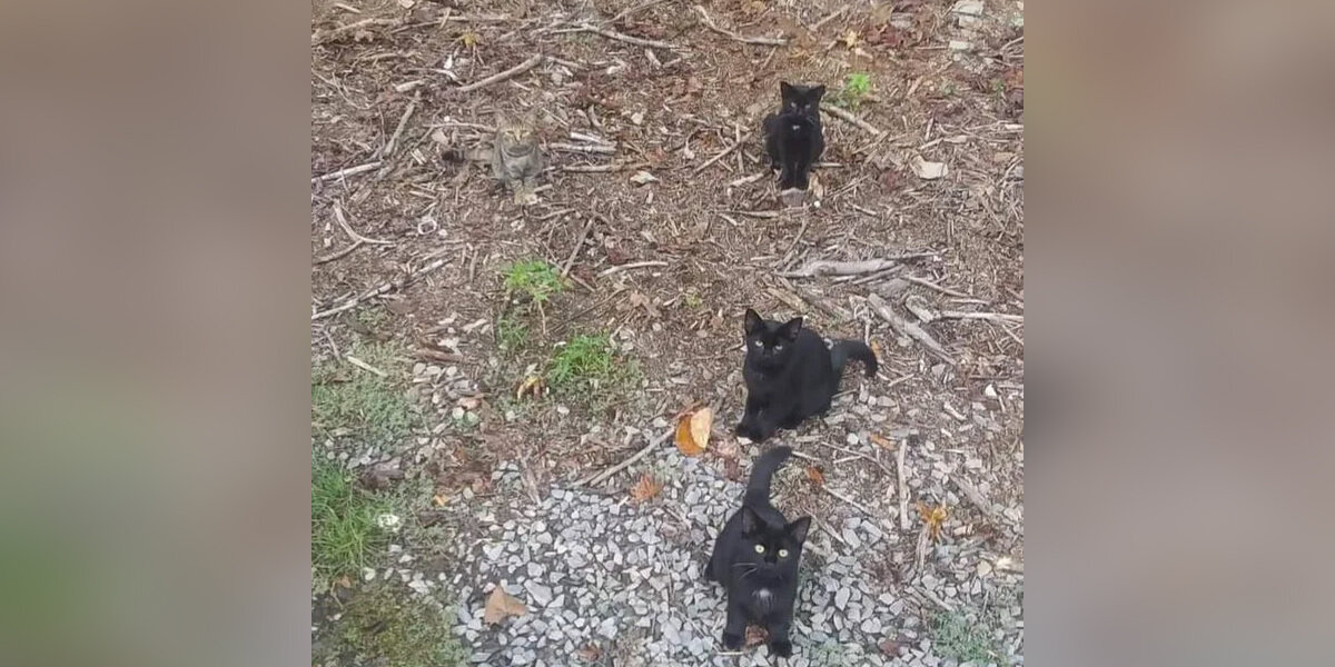 People Are Losing Their Minds Trying to Spot All the Cats in This Photo