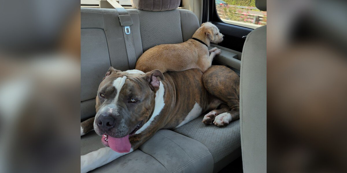 Oversized Pittie With a Giant Heart Keeps Getting Overlooked for One Reason