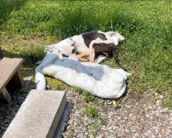 Man Finds Starving Puppy Tied to Bus Stop, Changes Her Life Forever