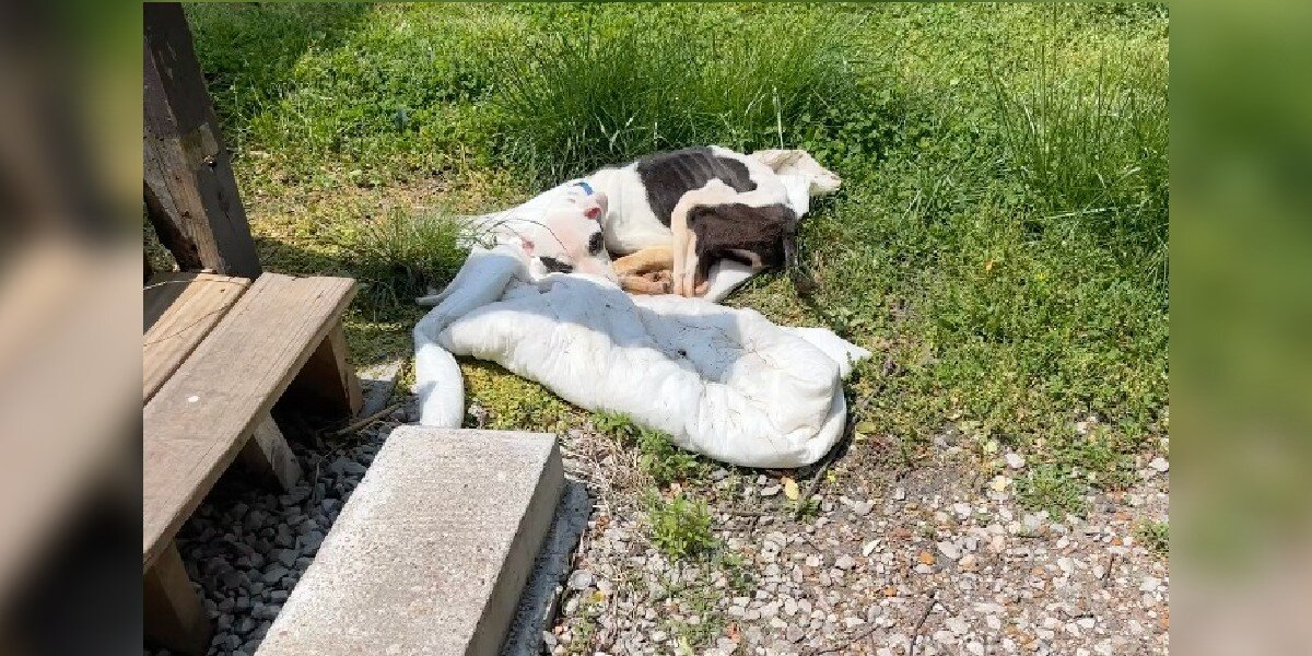 Man Finds Starving Puppy Tied to Bus Stop, Changes Her Life Forever