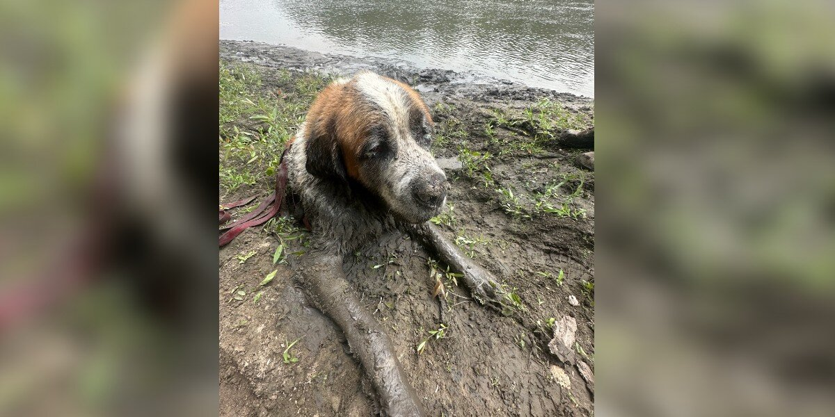 Bachelor Party Turns Into Unexpected Dog Rescue on River Adventure