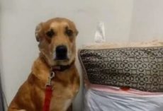 Dog Left at Shelter With All His Belongings Finally Finds the Love He Deserves