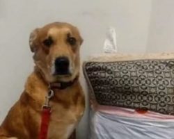 Dog Left at Shelter With All His Belongings Finally Finds the Love He Deserves