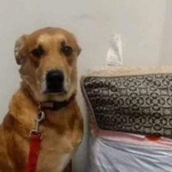 Dog Left at Shelter With All His Belongings Finally Finds the Love He Deserves