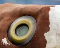 What Are Cow Portholes — and Why Do They Exist?