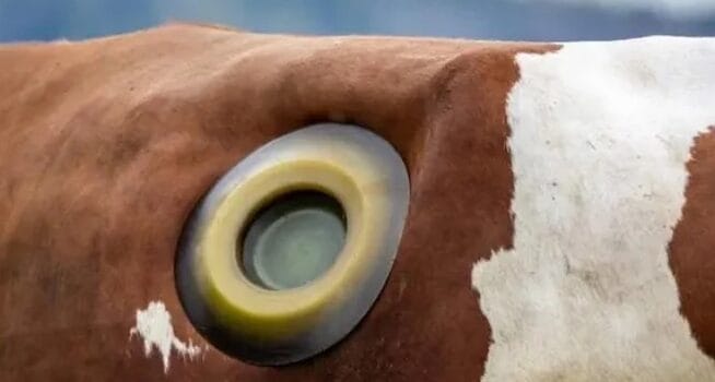 What Are Cow Portholes — and Why Do They Exist?